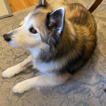 Animal Emergency Clinic - Veterinarians Near Me - Spokane Valley, Washington Animal Emergency Clinic - Veterinarians Near Me - Spokane Valley, Washington
