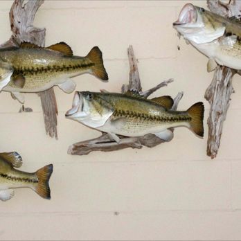 Professional Taxidermist Studio - Taxidermy Near Me - Cedar Park, Texas Professional Taxidermist Studio - Taxidermy Near Me - Cedar Park, Texas