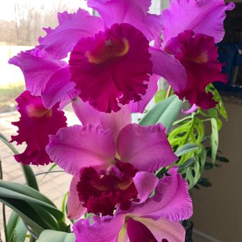 Orchids By Hausermann - Nurseries & Gardening Near Me - Villa Park, Illinois