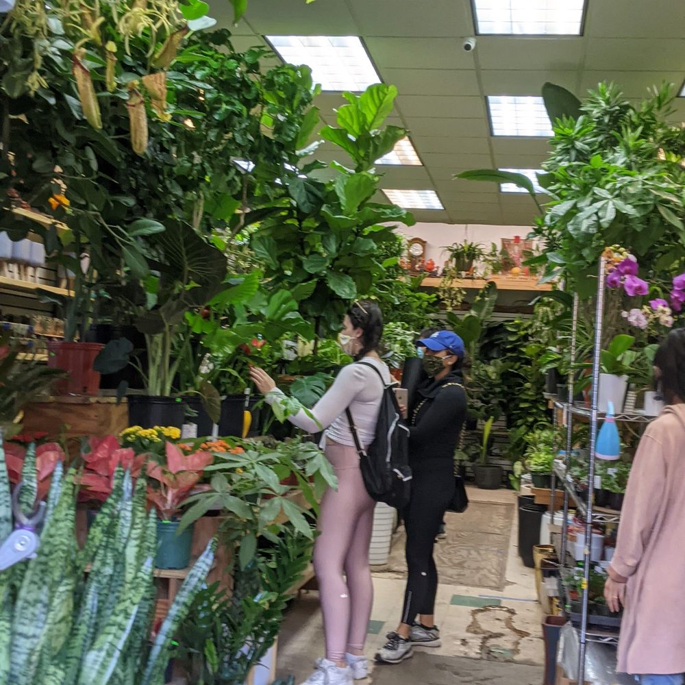 Dahing Plants - Florists Near Me - New York, New York