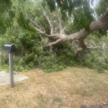 JMV Tree Service - Tree Services Near Me - Hayward, California