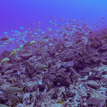 Palm beach scuba - Scuba Diving Near Me