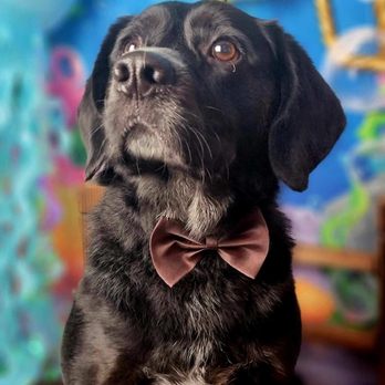 Olive My Grooming To You - Pet Groomers Near Me - Seattle, Washington Olive My Grooming To You - Pet Groomers Near Me - Seattle, Washington
