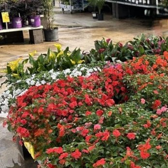 The Home Depot - A selection of small plants for a flower bed. - Hardware Stores Near Me - Pompano Beach, Florida