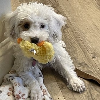 Valencia Poodles - Pet Breeders Near Me - Sacramento, California Valencia Poodles - Pet Breeders Near Me - Sacramento, California