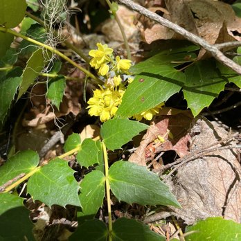 Snoquera Falls - Mahonia flowers - Hiking Near Me - Enumclaw, Washington Snoquera Falls - Mahonia flowers - Hiking Near Me - Enumclaw, Washington
