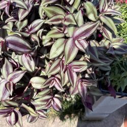 Edith’s Garden Center