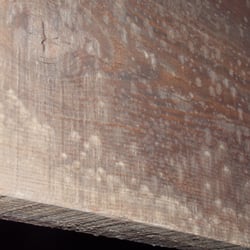 Air Tech Environmental - Mold on unfinished basement ceiling