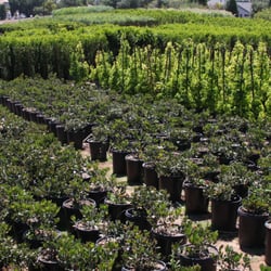 Terra Bella Nursery, Inc.