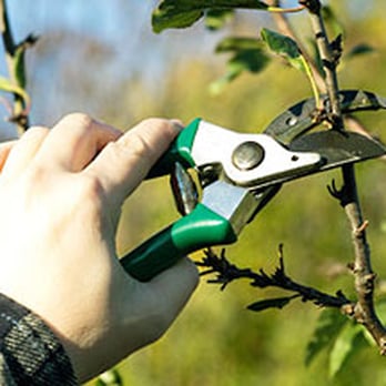 Scottie's Tree Service - Tree Services Near Me - Staten Island, New York Scottie's Tree Service - Tree Services Near Me - Staten Island, New York