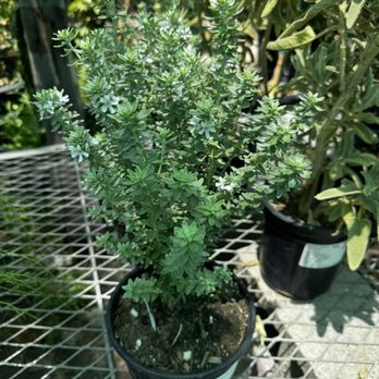 Ricardo's Nursery - Coastal rosemary (Westringia fruticosa), specifically a white-flowering cultivar. - Nurseries & Gardening Near Me - Long Beach, California