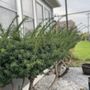 Photo of Gray’s Lawn Care & Landscaping