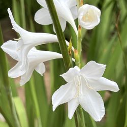 Shinzen Friendship Garden - Numerous varieties of flowers