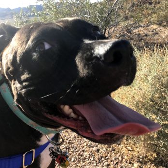 Bark Busters - Pet Training Near Me - Henderson, Nevada
