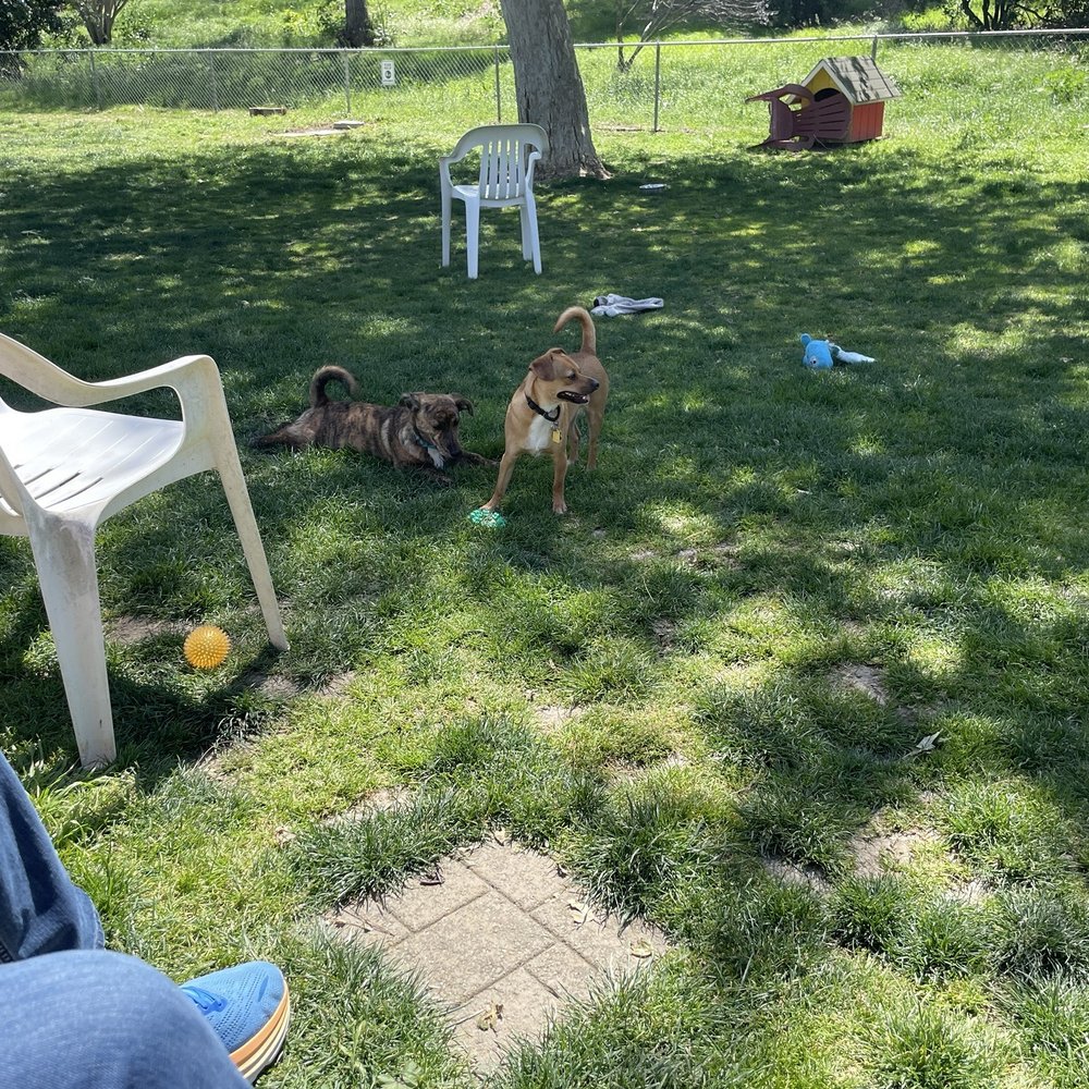 Barkin Park - Nice shady areas - Dog Parks Near Me - Lompoc, California Barkin Park - Nice shady areas - Dog Parks Near Me - Lompoc, California