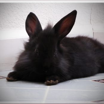 ヒロ・ヤマガタ VETERINARIAN HIROYAMAGATA We're Open! Feel free to come by, check out our clinic, meet