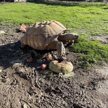 Santa Ana River Lakes - Tortoise - Fishing Near Me - Anaheim, California
