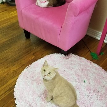 The Casual Cat Cafe - Pet Stores Near Me - Richland Hills, Texas