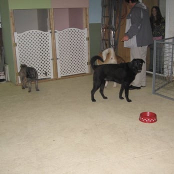 petsvilla - Play all day - Pet Groomers Near Me - Staten Island, New York petsvilla - Play all day - Pet Groomers Near Me - Staten Island, New York