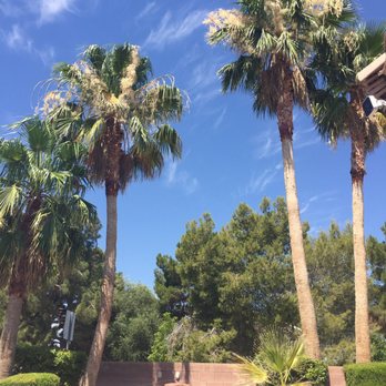 Treepro - Before - Tree Services Near Me - Las Vegas, Nevada Treepro - Before - Tree Services Near Me - Las Vegas, Nevada