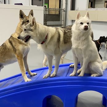 Our Dog House Camarillo - Pet Boarding Near Me - Camarillo, California