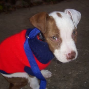 Love-A-Bull - my current foster Pittie - Animal Shelters Near Me Love-A-Bull - my current foster Pittie - Animal Shelters Near Me