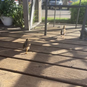 Mokihana Coffee - Chickens - Coffee & Tea Near Me - Kapaa, Hawaii