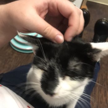 The Charming Cat Corner - Make sure to visit Petey in the permanent residents room! - Pet Stores Near Me - Lewisville, Texas The Charming Cat Corner - Make sure to visit Petey in the permanent residents room! - Pet Stores Near Me - Lewisville, Texas