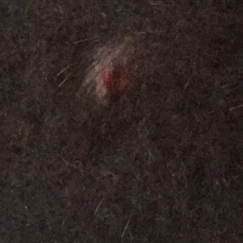 Bark in Style - The section of skin that was just taken off completely. Bad pic but was still bloody - Pet Groomers Near Me - Seattle, Washington Bark in Style - The section of skin that was just taken off completely. Bad pic but was still bloody - Pet Groomers Near Me - Seattle, Washington