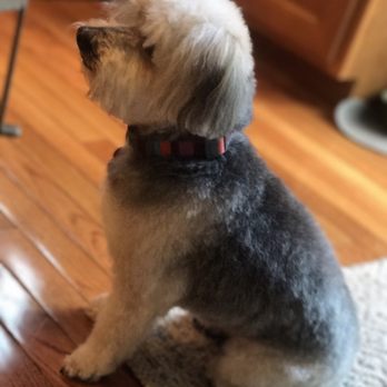 Splash N Tails Mobile Pet Grooming - Fluffy happy dog - Pet Groomers Near Me Splash N Tails Mobile Pet Grooming - Fluffy happy dog - Pet Groomers Near Me