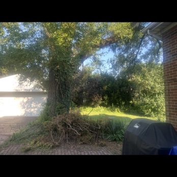 County Tree Service - Backyard before. Huge tree in middle of yard with various trees and bushes outlining the fence line. - Tree Services Near Me - Stickney, Illinois County Tree Service - Backyard before. Huge tree in middle of yard with various trees and bushes outlining the fence line. - Tree Services Near Me - Stickney, Illinois