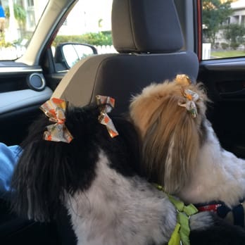All About Dogs - Pets Near Me - Southport, North Carolina All About Dogs - Pets Near Me - Southport, North Carolina
