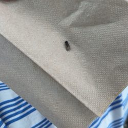 Dead fly