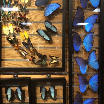 Butterfly Pavilion - Museums Near Me - Westminster, Colorado Butterfly Pavilion - Museums Near Me - Westminster, Colorado