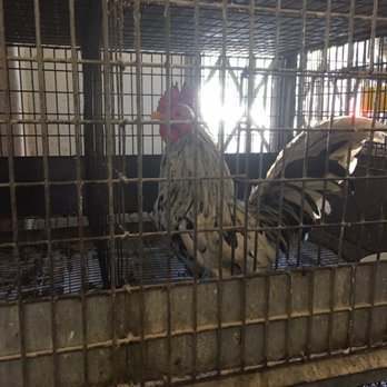 John's Feed 2 - Roosters mini - Pet Stores Near Me - Los Angeles, California