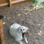 Photo of Ken Caryl Pet Spa
