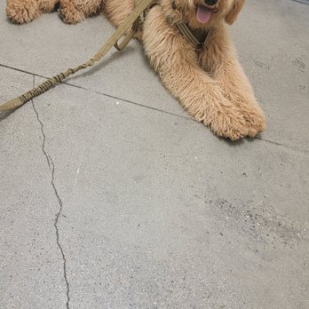 Petco - This is how my baby looked beforehand. - Pet Training Near Me - Avon, Massachusetts