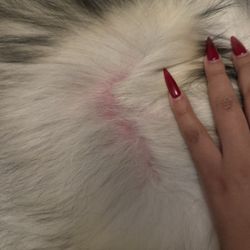 Klassy K-9 - Her skin nearly bleeding