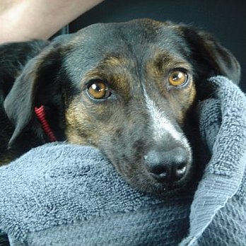 PumpkinPups Dog Training - Chin Rest - Pet Training Near Me - Brooklyn, New York