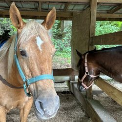 Pisgah Forest Riding Stables