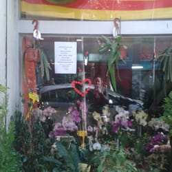 Flores Margarita