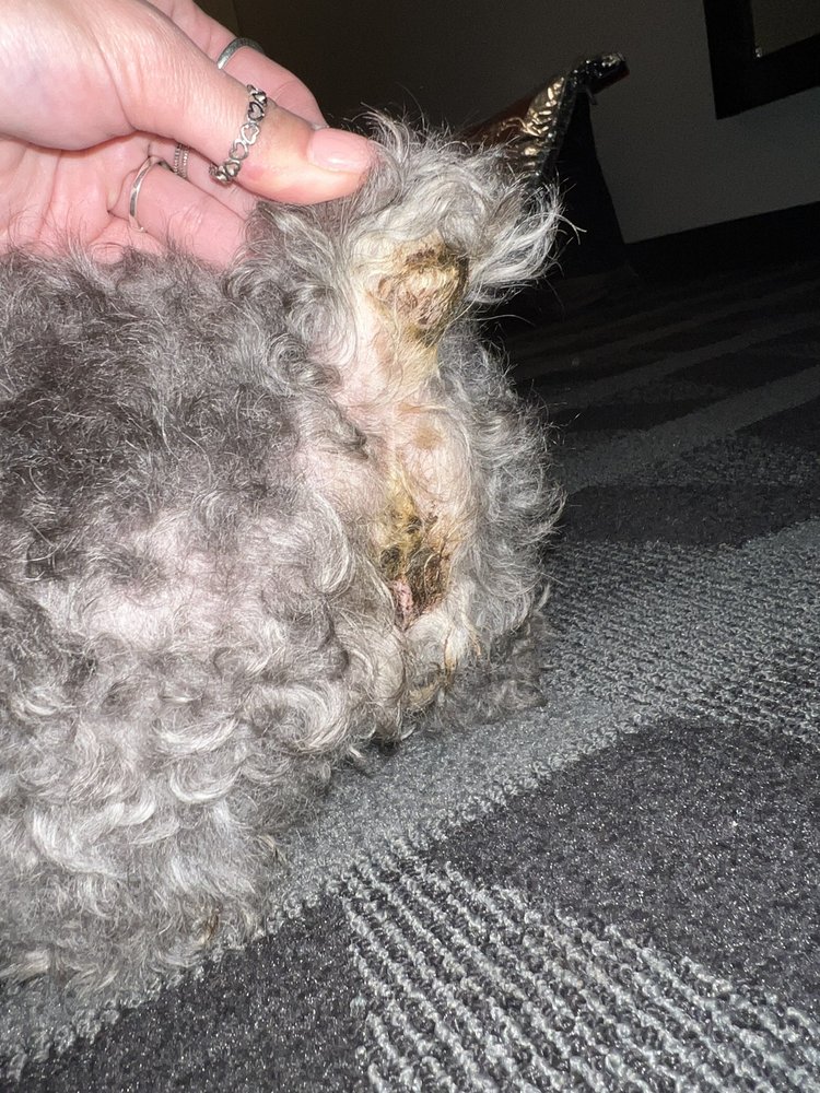 CHAPIN PET LODGE Updated August 2024 13 Reviews 1212 Beagle Run