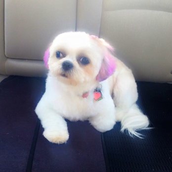 Pet Styles by Monika - 1th time she had her hair cut and color her ear - Pet Groomers Near Me - Totowa, New Jersey