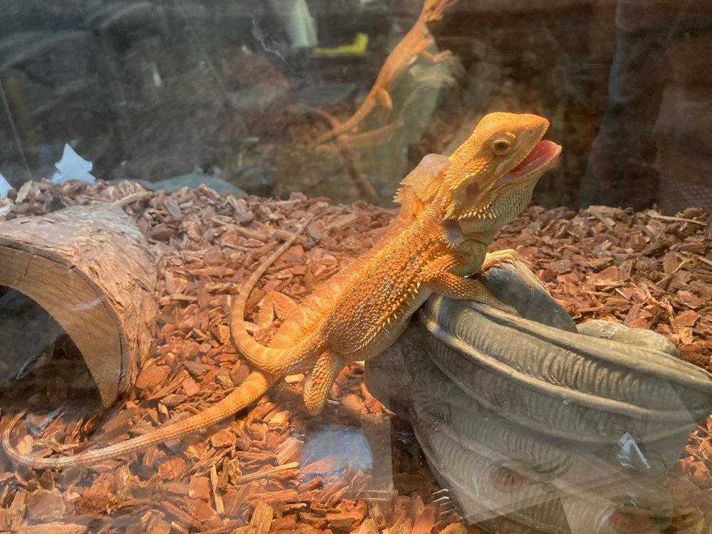 Social spots from America's Family Pet Expo