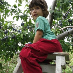 Jude Pomme - Plum picking