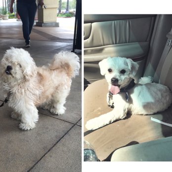Grooming Day Salon - My blind dog Apollo before and after. - Pet Groomers Near Me - Bellflower, California Grooming Day Salon - My blind dog Apollo before and after. - Pet Groomers Near Me - Bellflower, California
