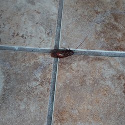Sun Realty - And more roaches!