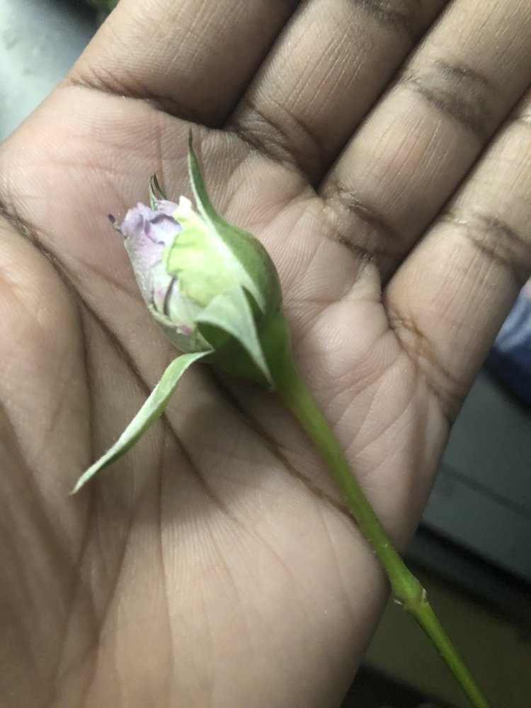 VOGUE FLOWER MARKET Updated September 2024 10 Reviews 4100 W