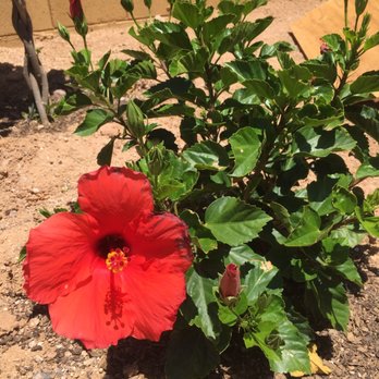 Moon Valley Nurseries - The hibiscus has already had many beautiful blooms - Nurseries & Gardening Near Me - Mesa, Arizona Moon Valley Nurseries - The hibiscus has already had many beautiful blooms - Nurseries & Gardening Near Me - Mesa, Arizona