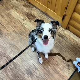 Cleo loves going to Camp Bow wow